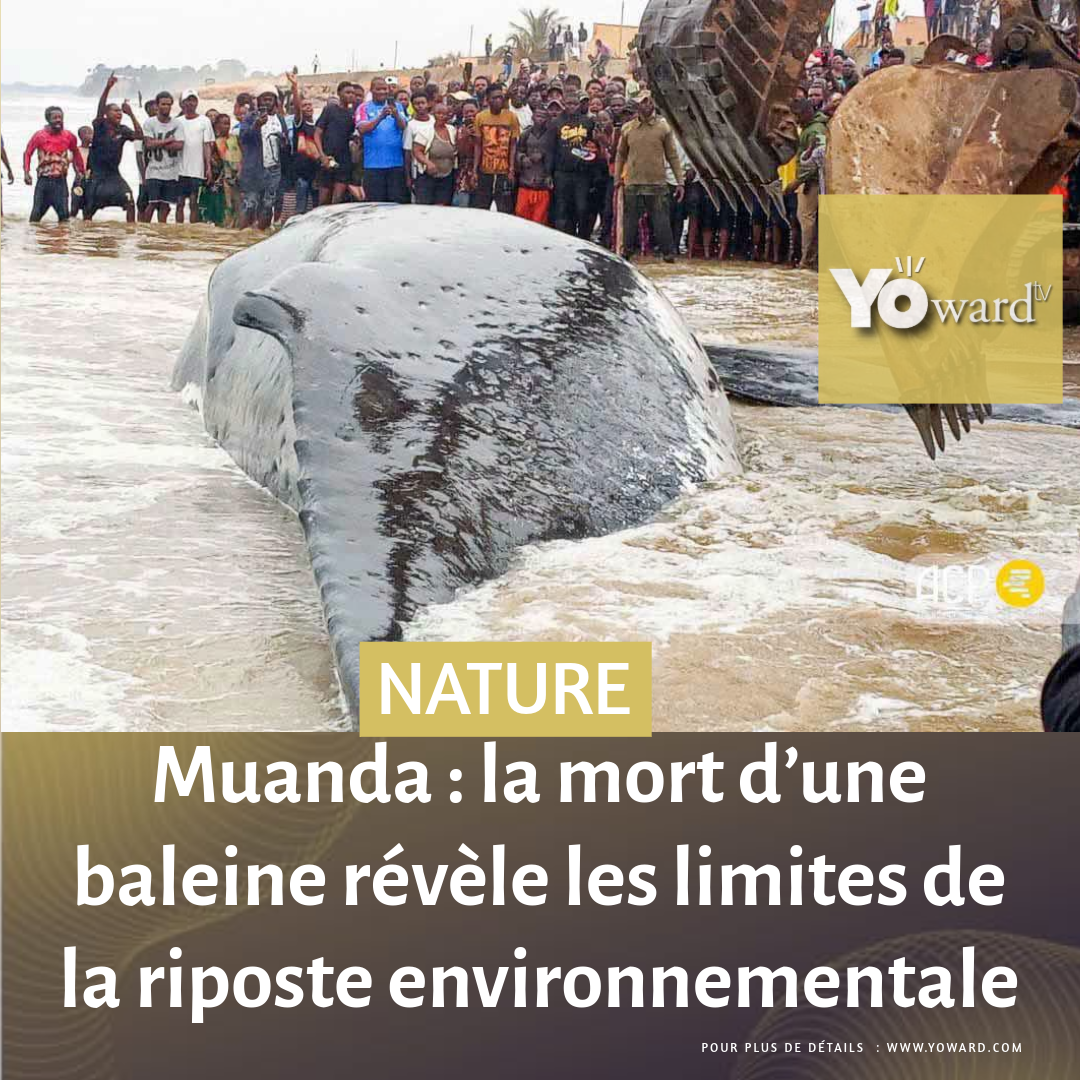 Muanda : la mort d’une baleine révèle les limites de la riposte environnementale