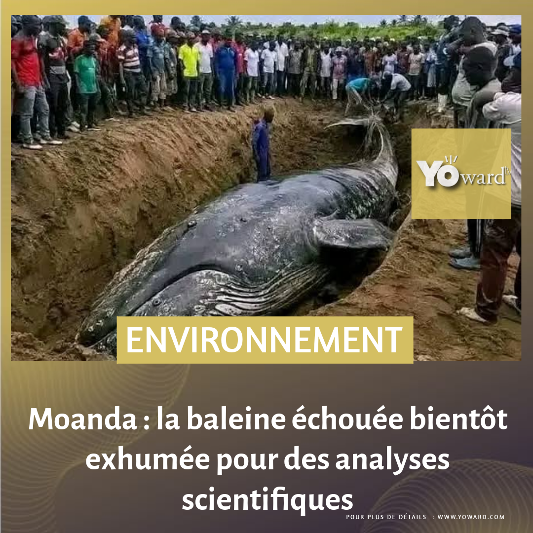 Moanda : la baleine échouée bientôt exhumée pour des analyses scientifiques